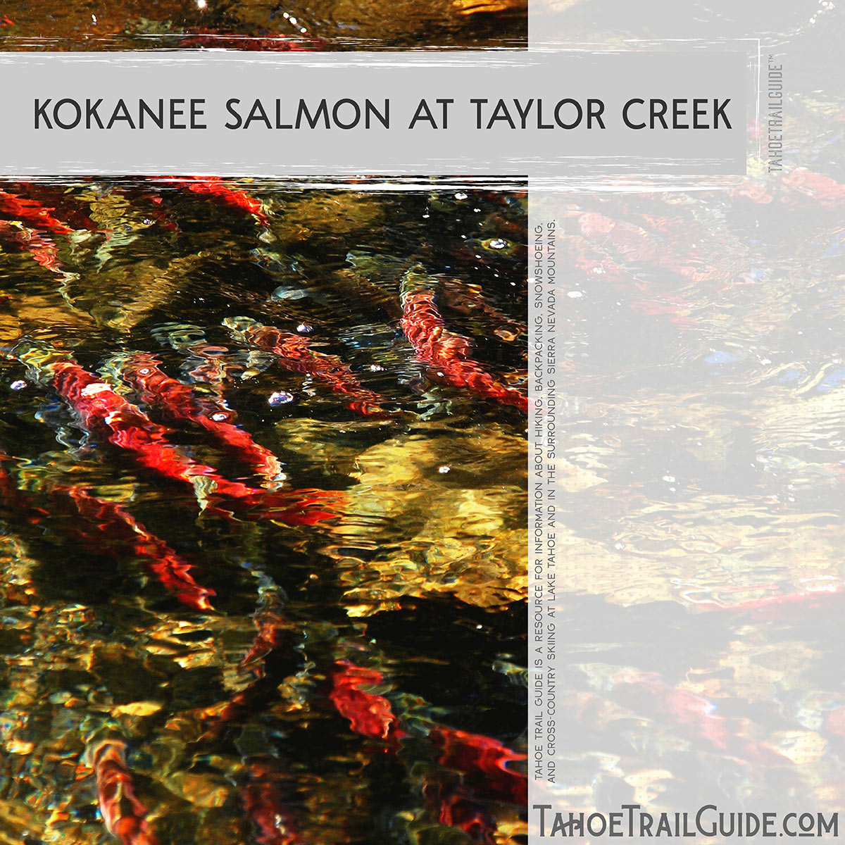 Kokanee Salmon at Taylor Creek