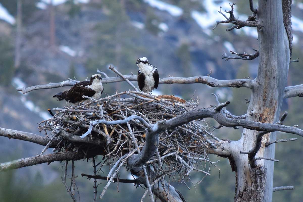 A pair of Osprey in their nest at Emerald Bay