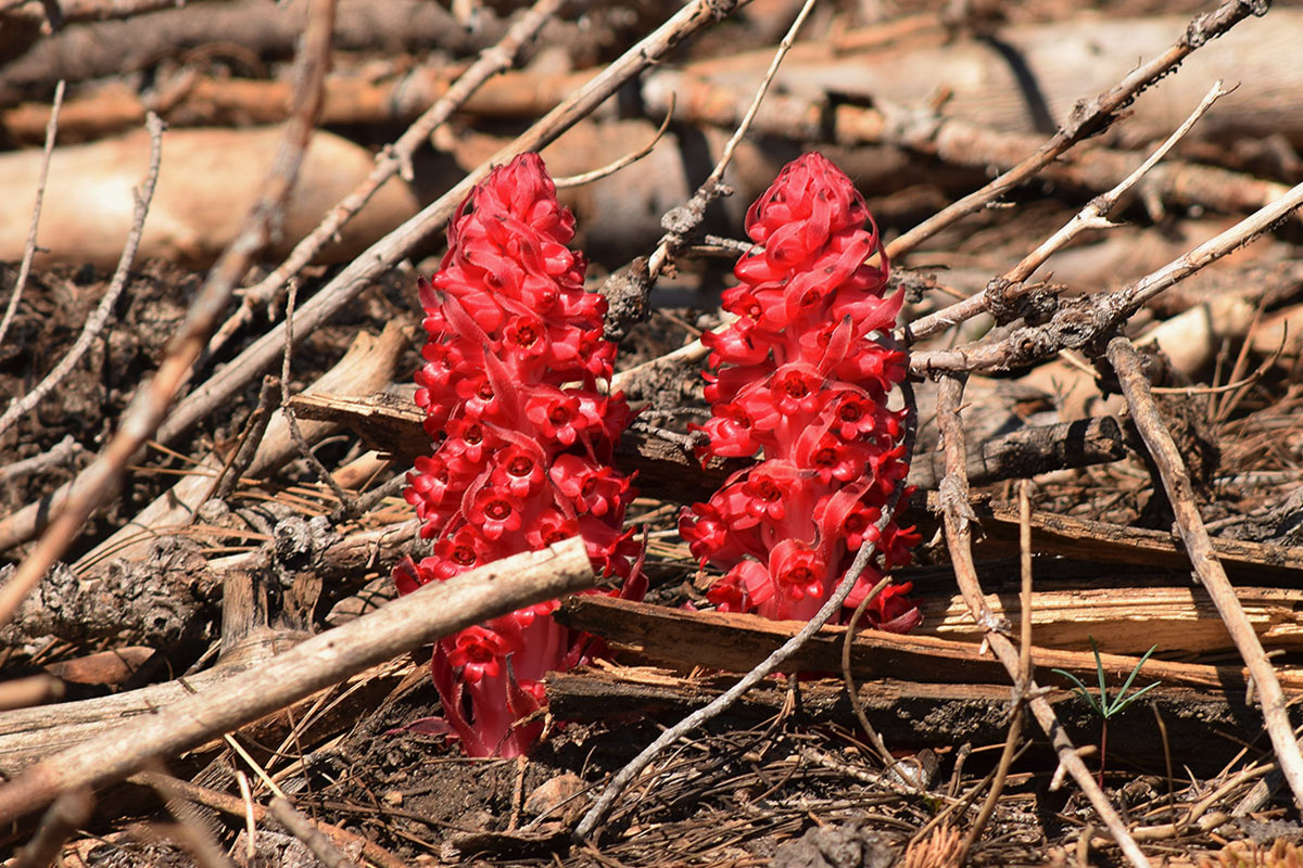Snow Plant growing out of forest duff