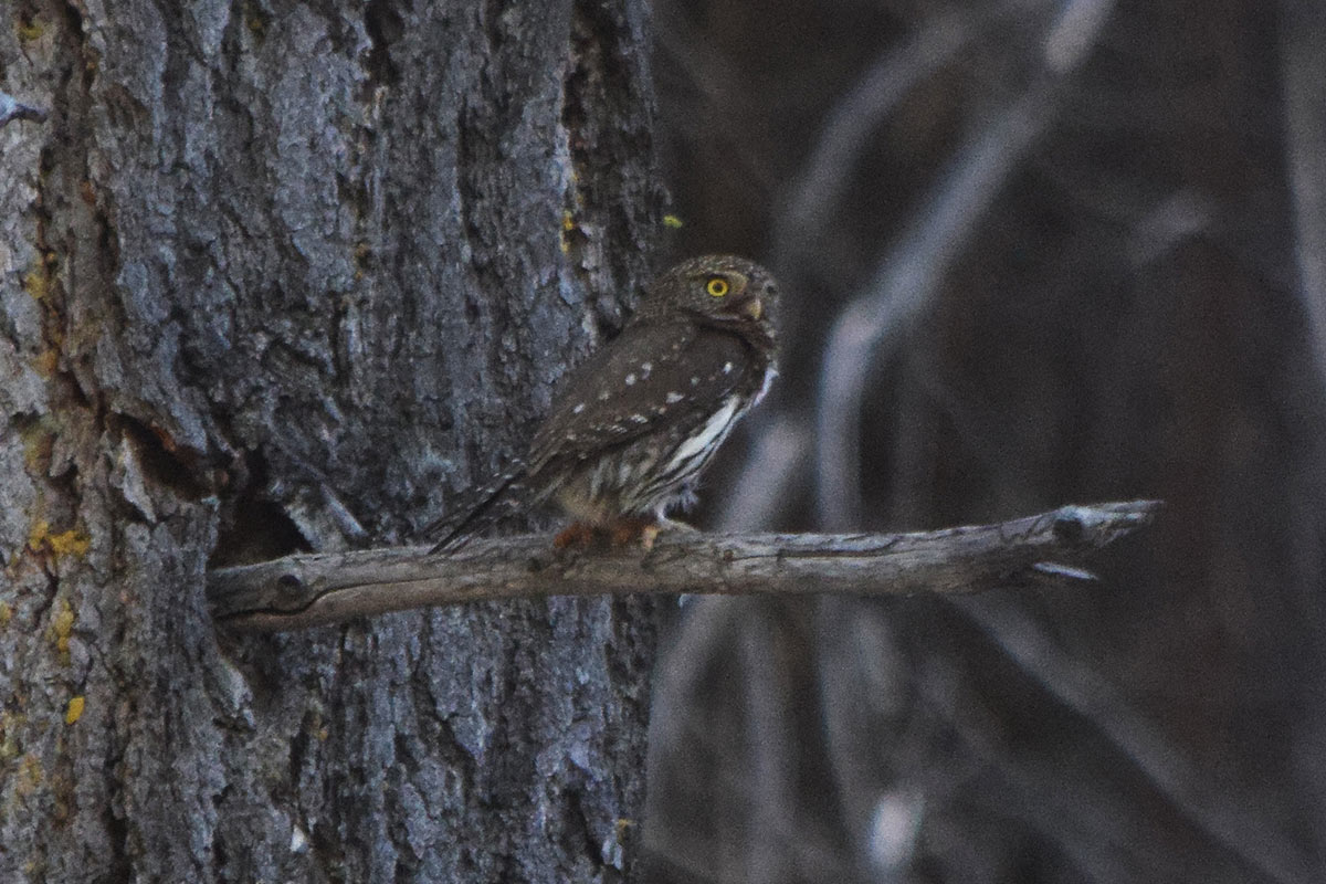 Northern-Pygmy Owl perched on a tree branch