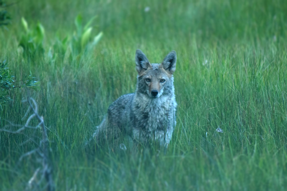 Coyote standing in a meadow of green grass