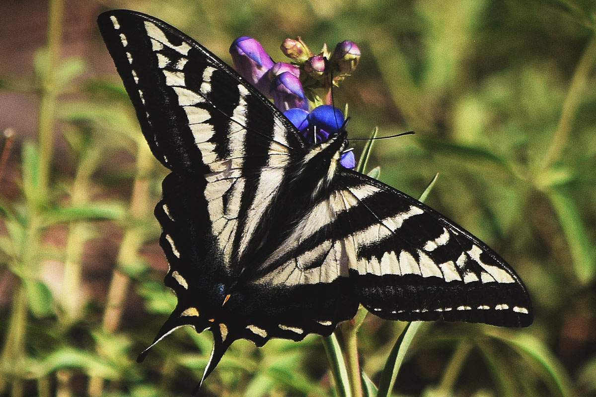 Pale Swallowtail feeding on a wildflower