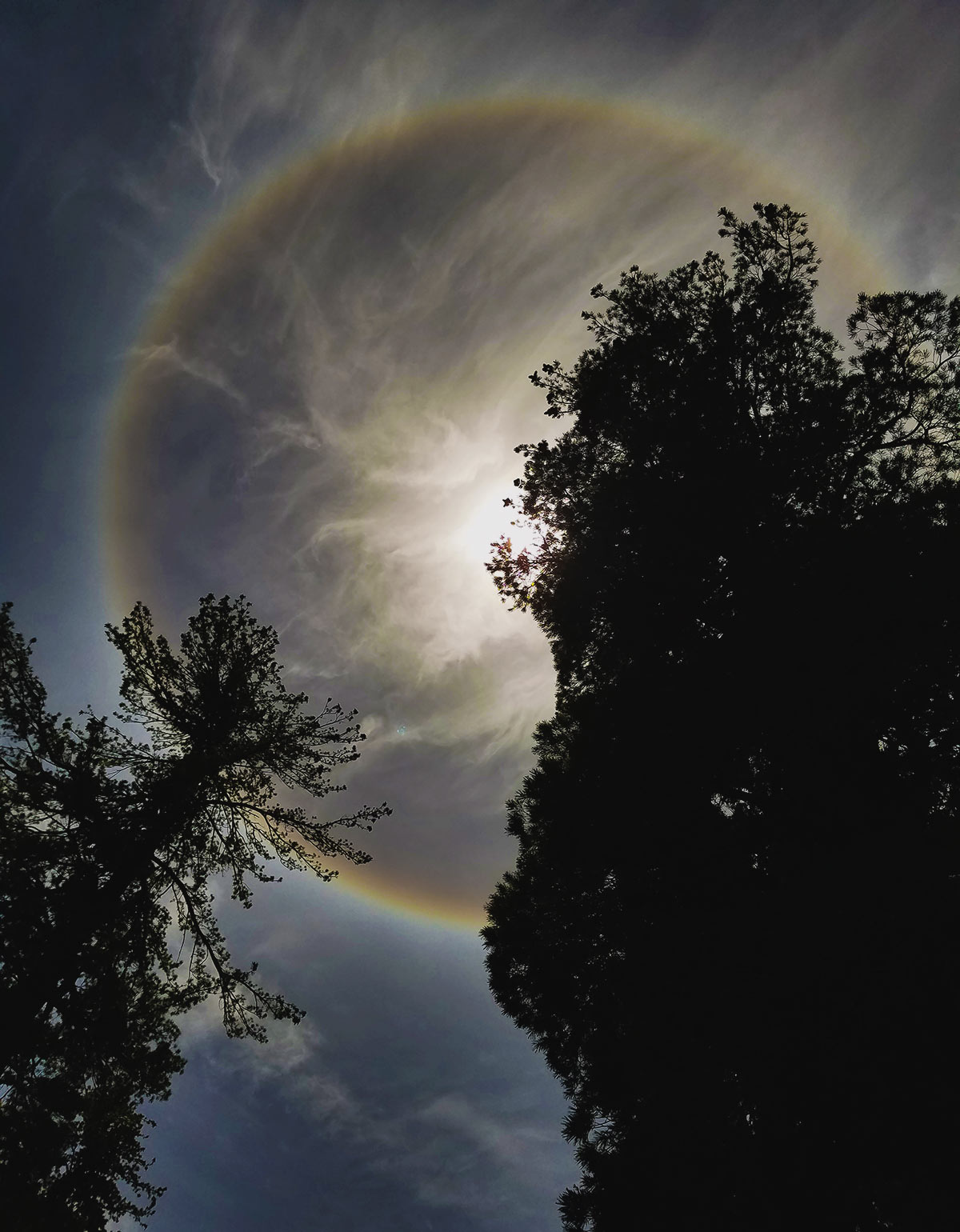 Rainbow halo around the sun and silhoutted trees