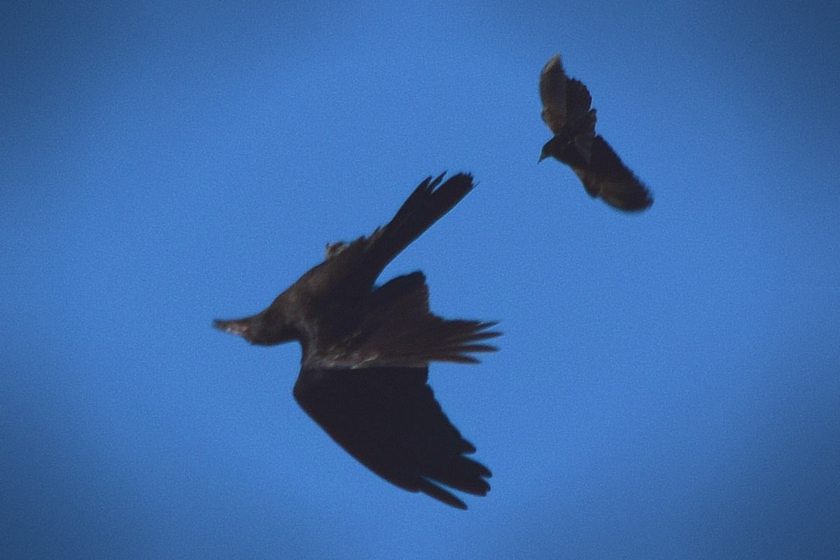 Raven flying upside down while performing a barrel-roll