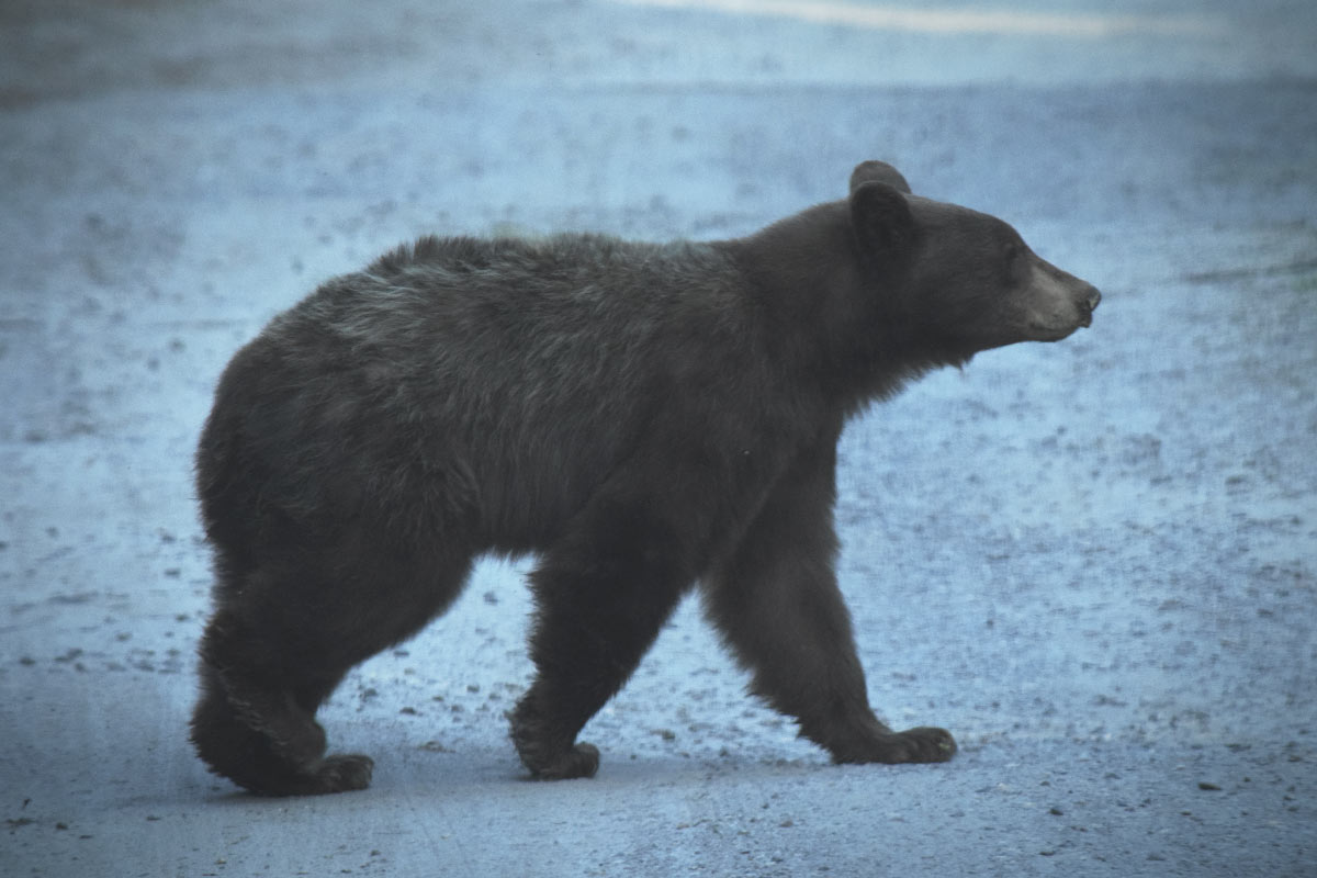 Black Bear walking across a dirt road