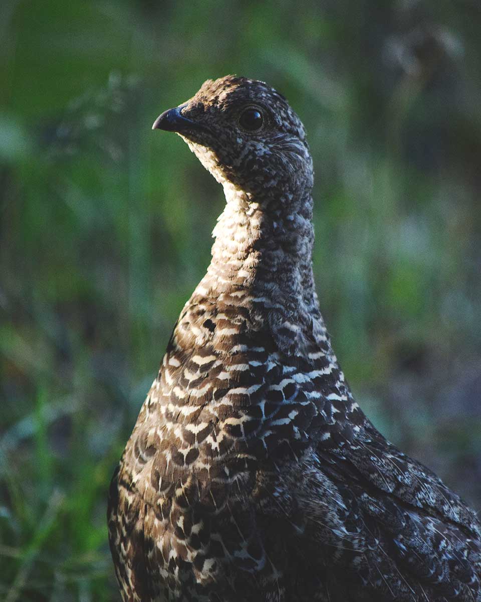 Close-up of a Sooty Grouse
