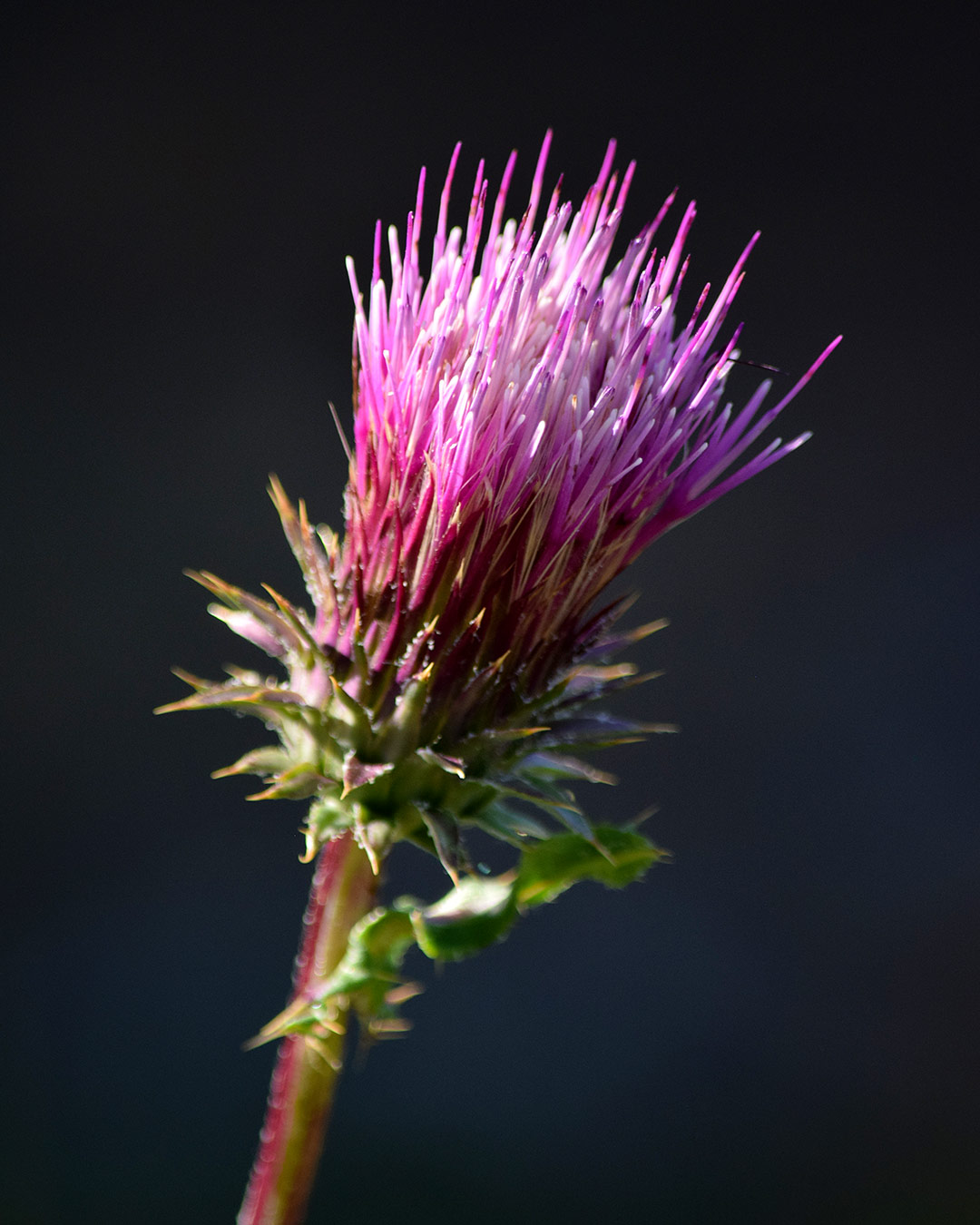 Anderson's Thistle