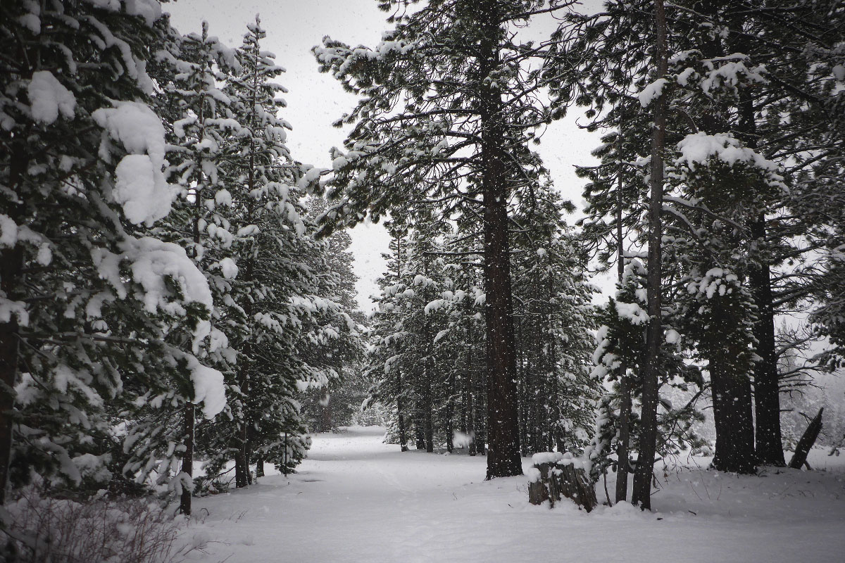 Snow-flocked pine trees in a snowy forest