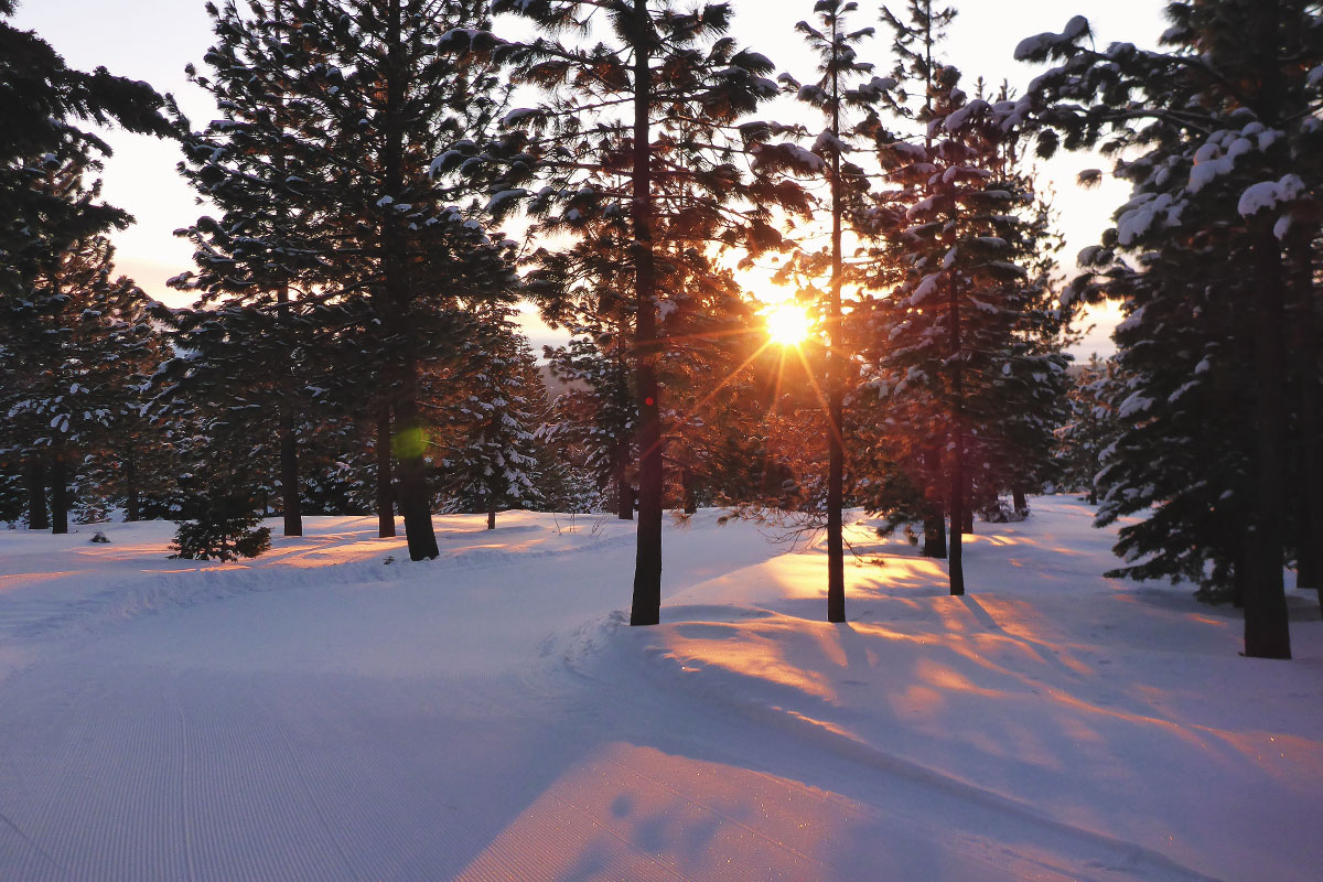 Sunrise filtering through the forest while cross-country skiing