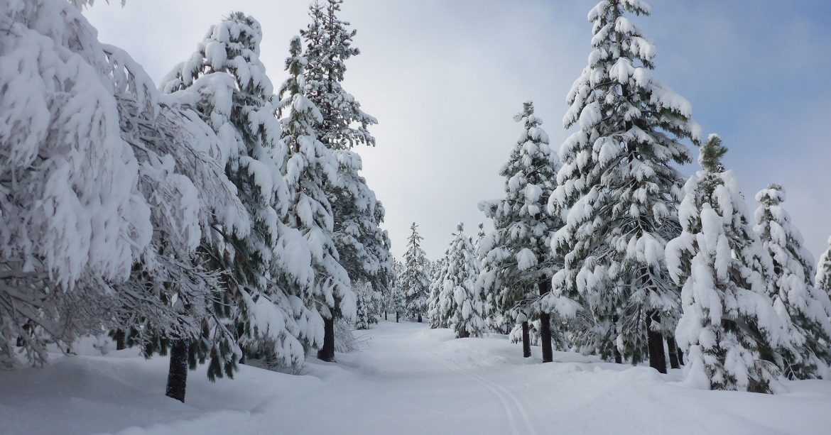 Snow-flocked trees along a cross-country ski trail