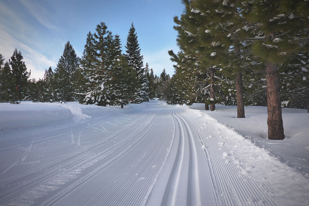 Groomed cross-country ski tracks flanked by pine trees