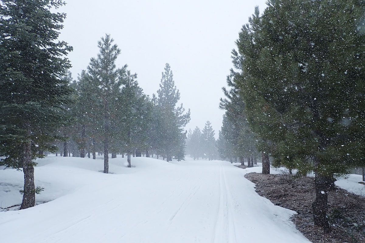 Pine trees along a cross-country ski trail during a snowstorm