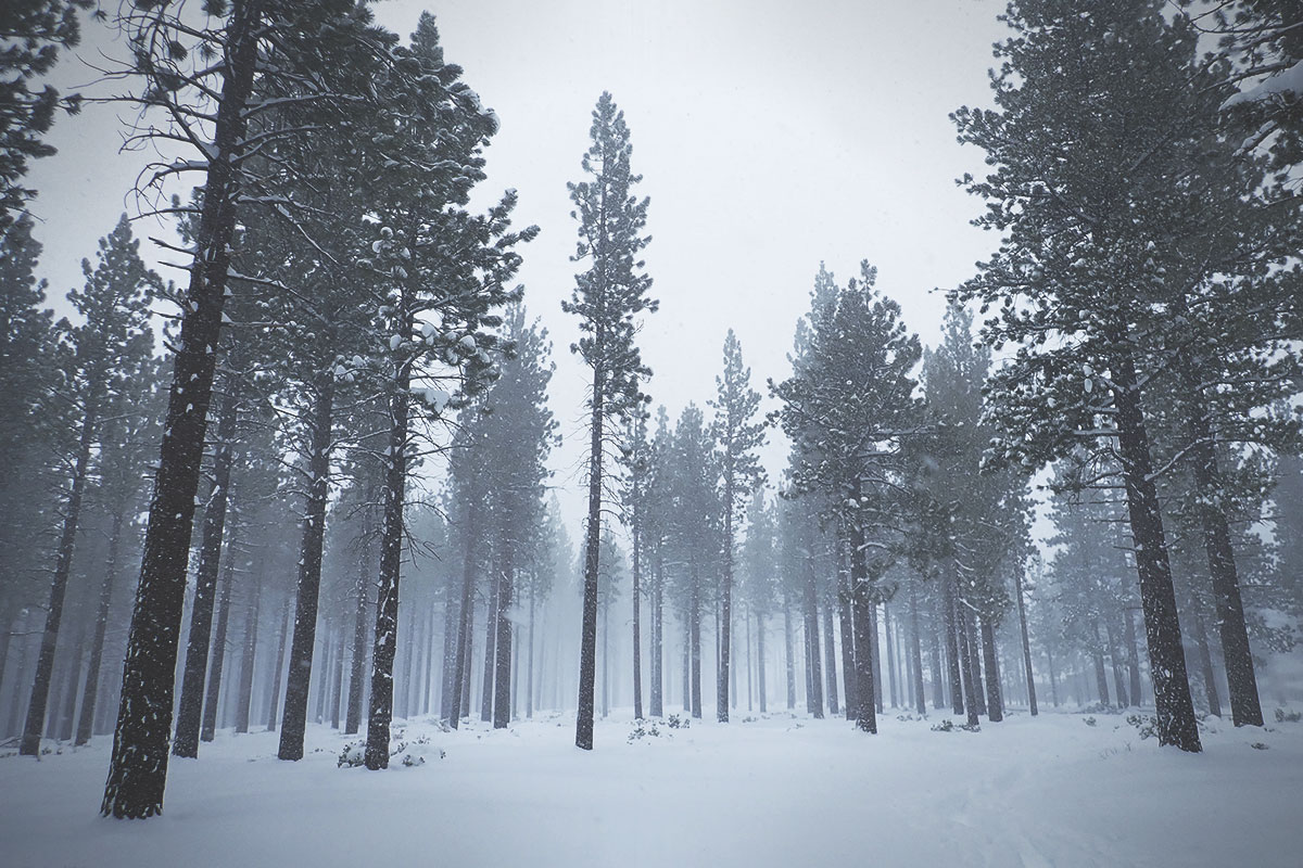 Snowstorm and tall pine trees