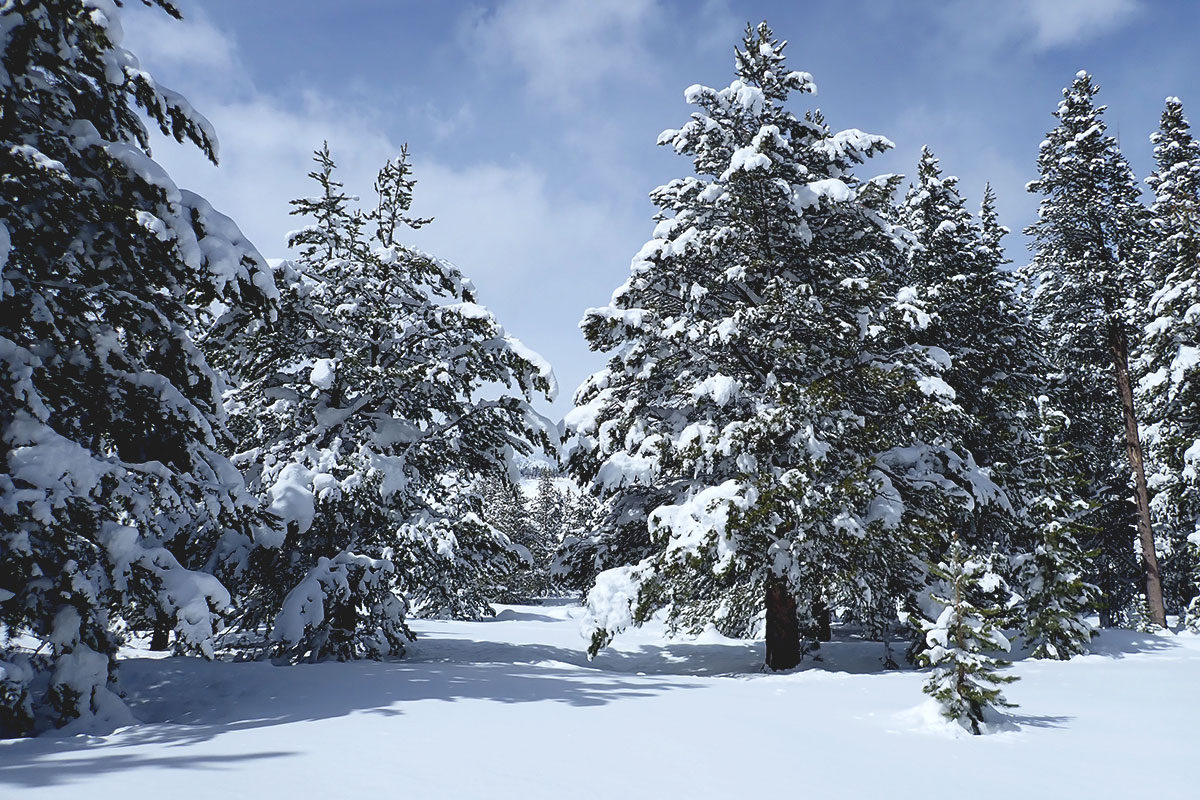 Winter paradise with snow-flocked trees and blue skies