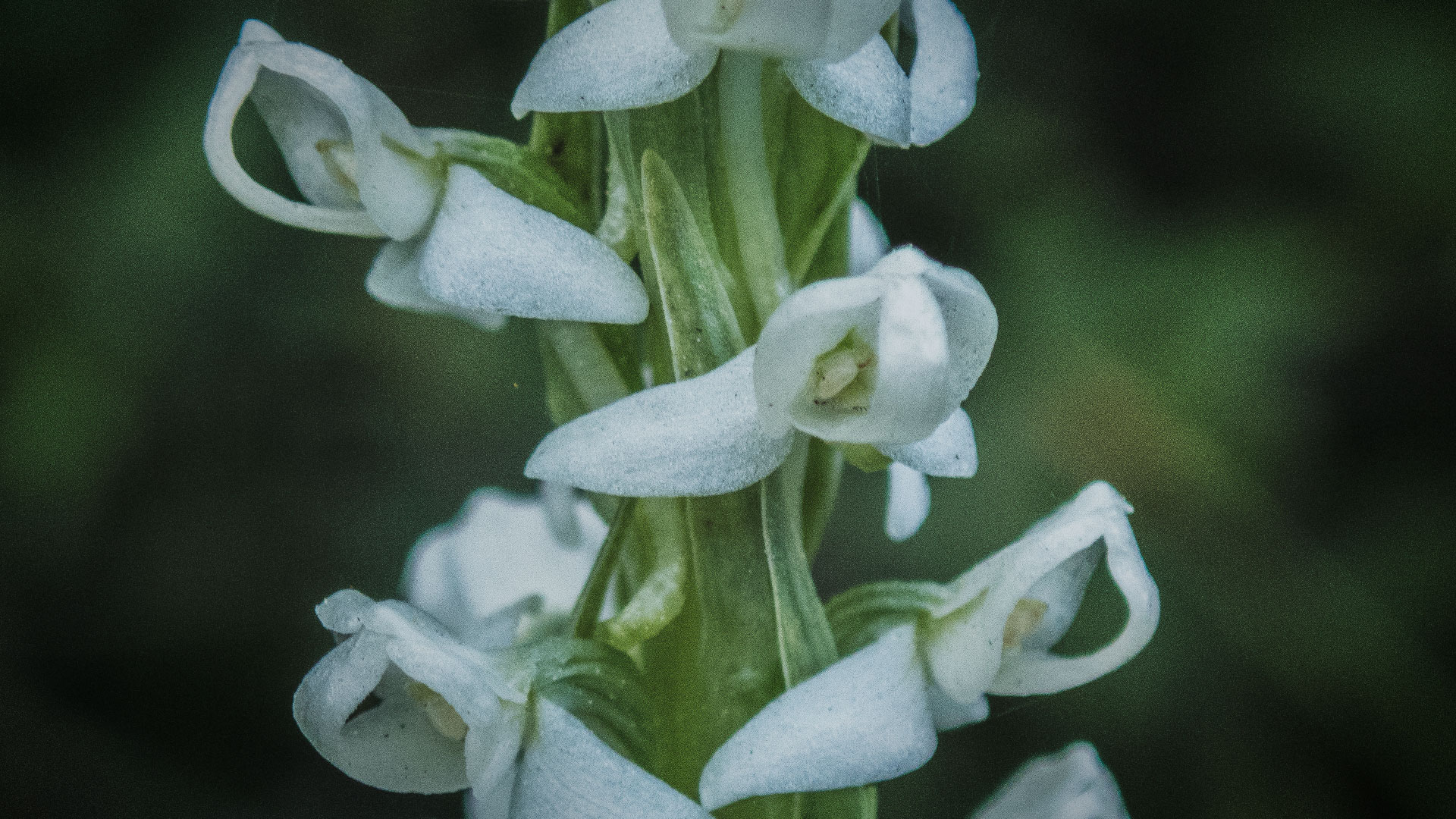 Sierra Bog Orchid (Platanthera dilatata var. leucostachys)