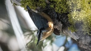 Red-Breasted Nuthatch and Wolf Lichen