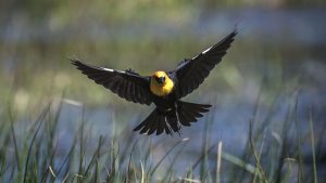 Yellow-Headed Blackbird - Xanthocephalus xanthocephalus