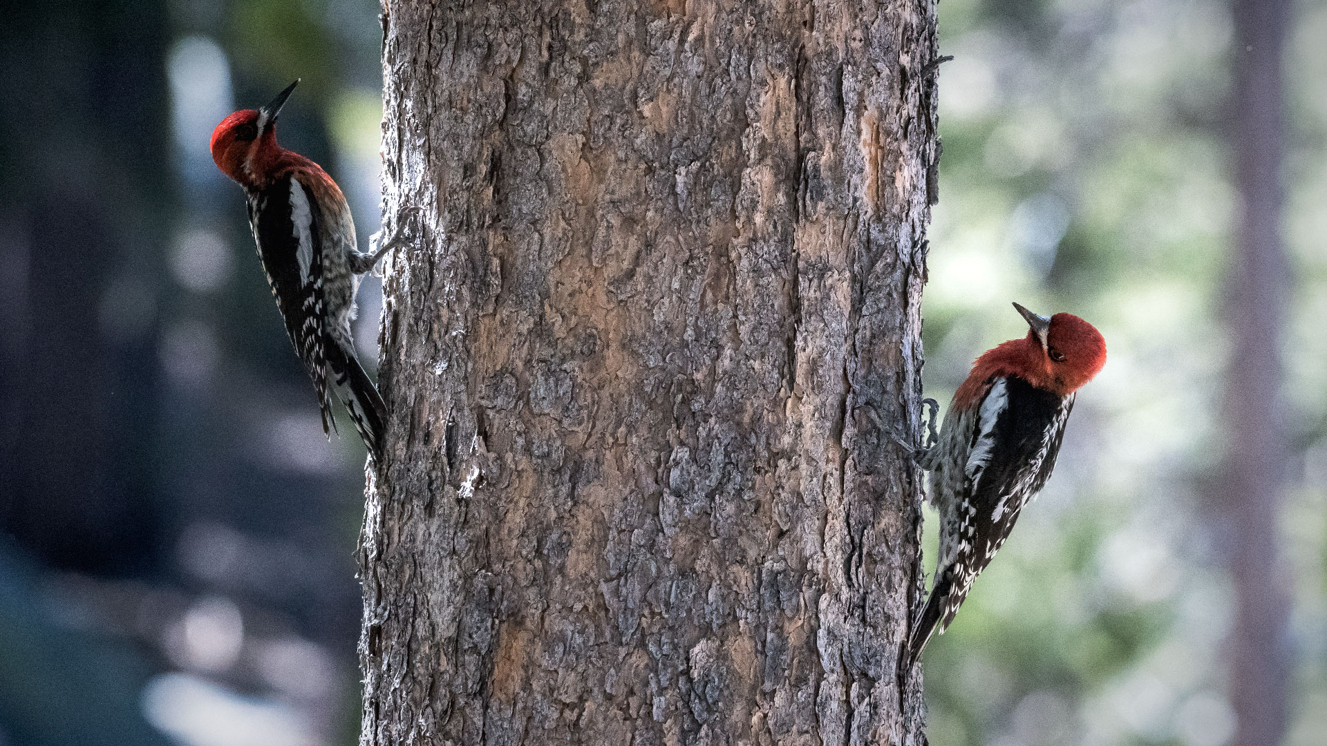 Red-Breasted Sapsuckers - Sphyrapicus ruber