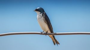 Tree Swallow - Tachycineta bicolor