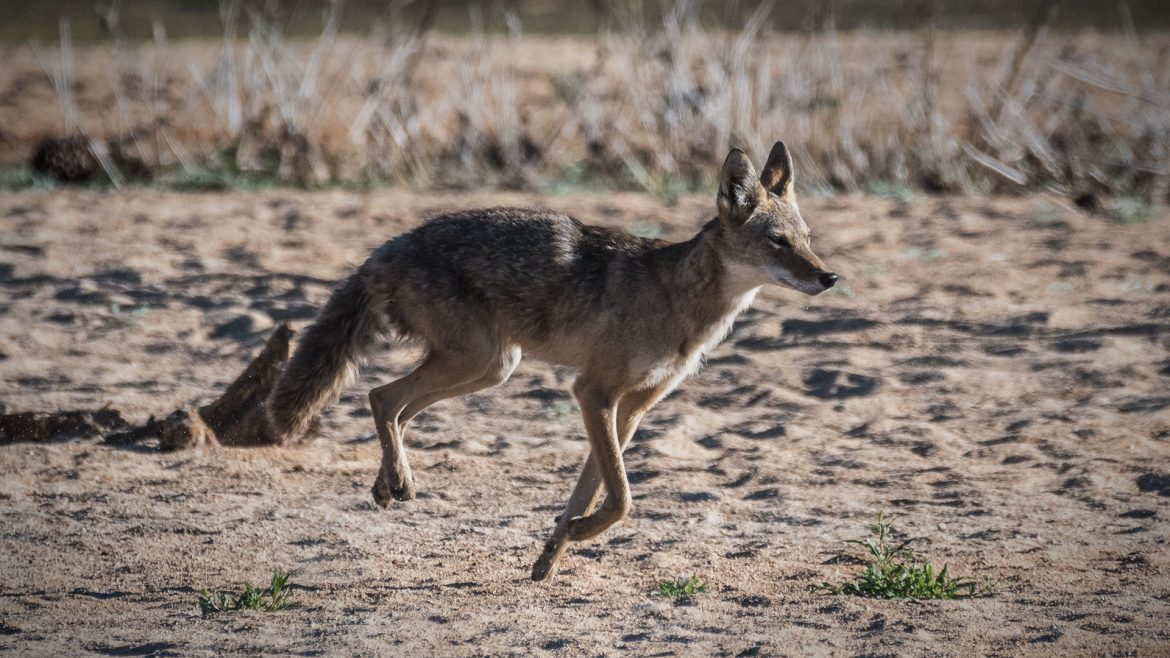Coyote - Canis latrans