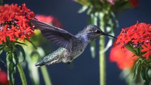Anna's Hummingbird - Calypte anna