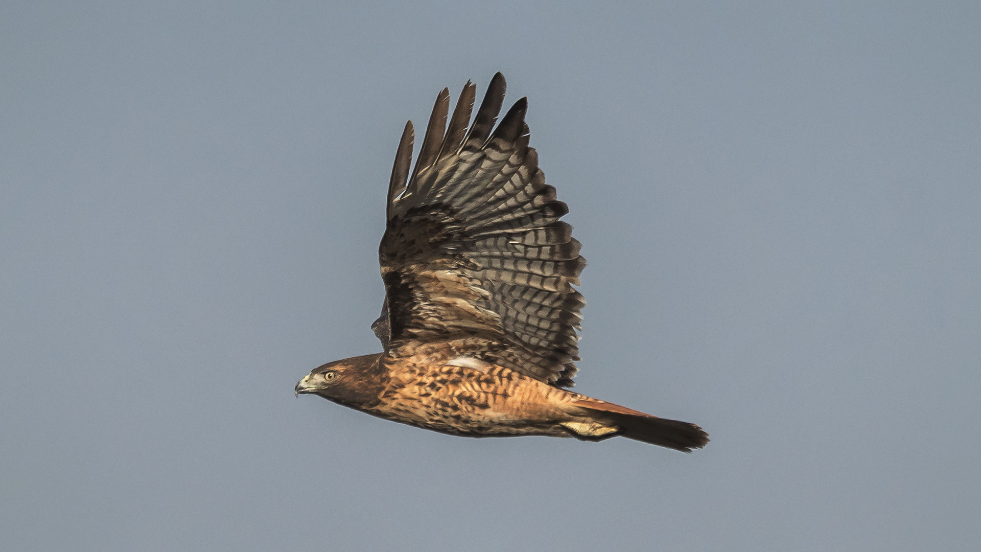 Red-Tailed Hawk - Buteo jamaicensis