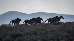 Wild Horses running in the high desert of Nevada