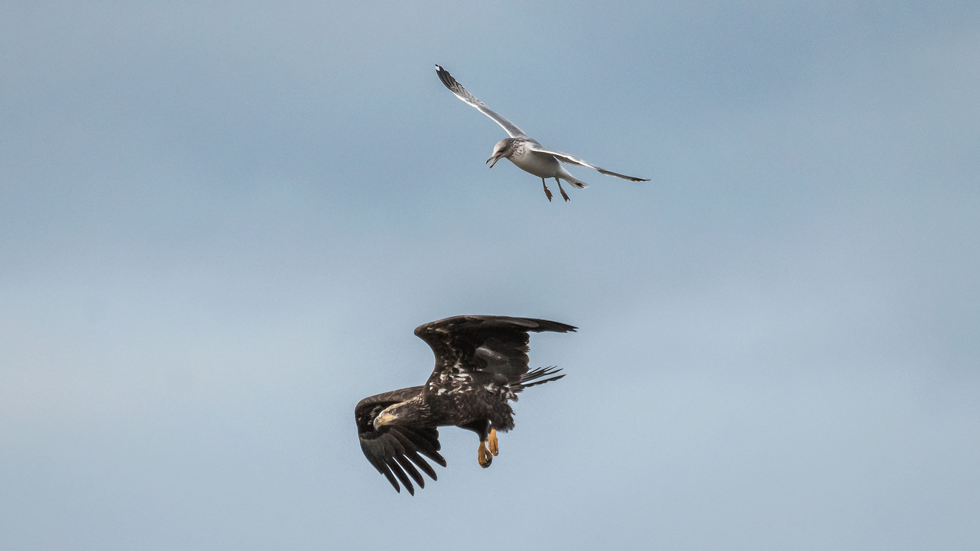 California Gull - Larus californicus - Harassing a Bald Eagle - Haliaeetus leucocephalus