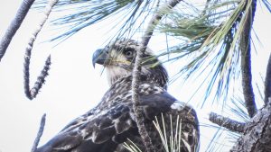 Bald Eagle - Haliaeetus leucocephalus