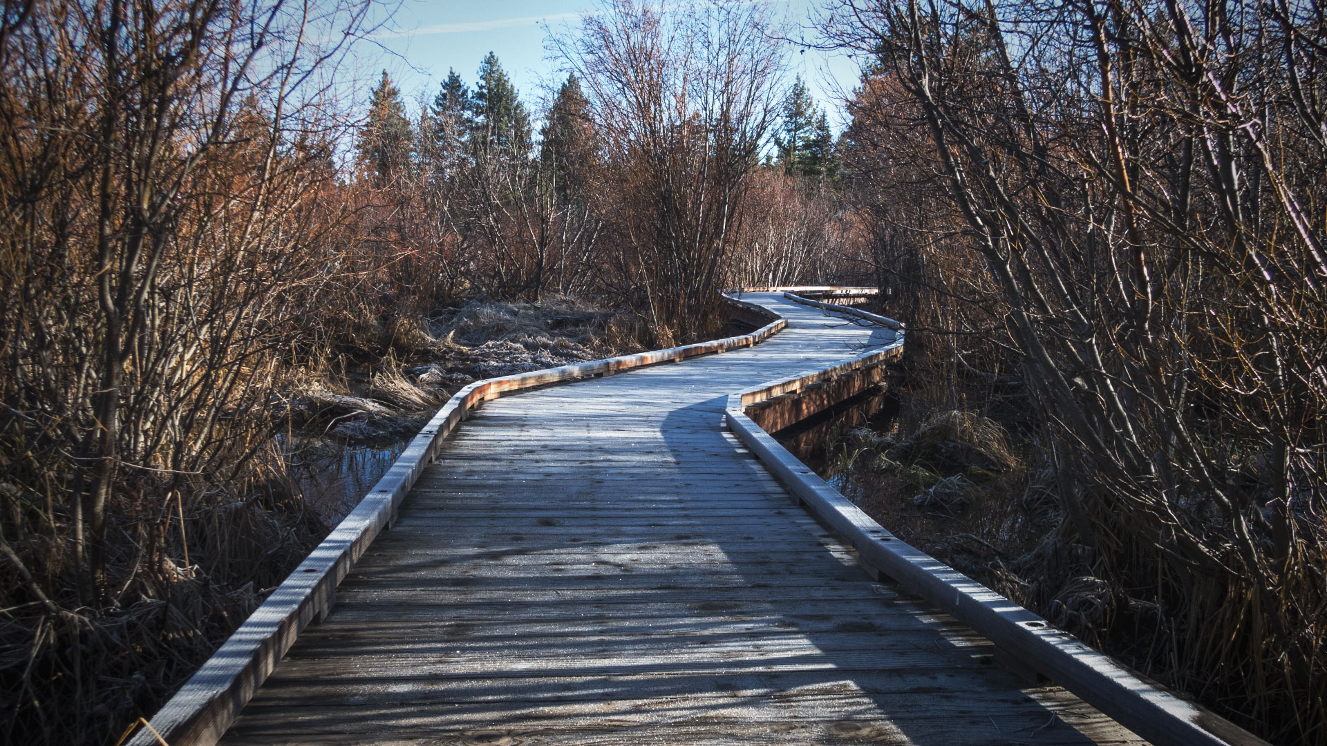 Wooden boardwalk with frost and bare willows