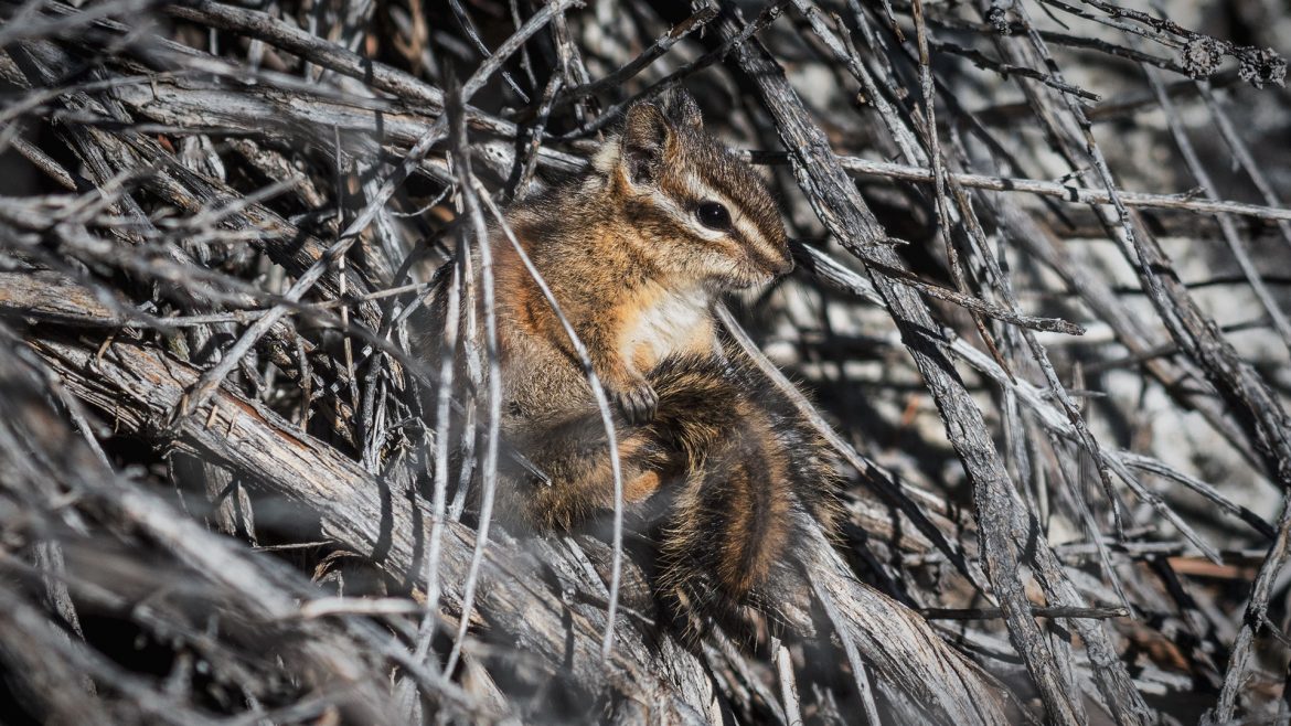 Lodgepole Chipmunk - Neotamias speciosus