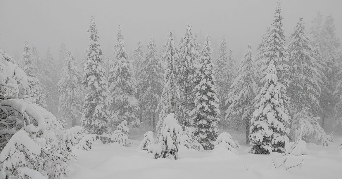 Snow-flocked trees in winter