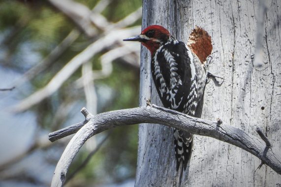 Red-breasted Sapsucker (Sphyrapicus ruber)
