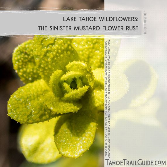 Mustard Flower Rust