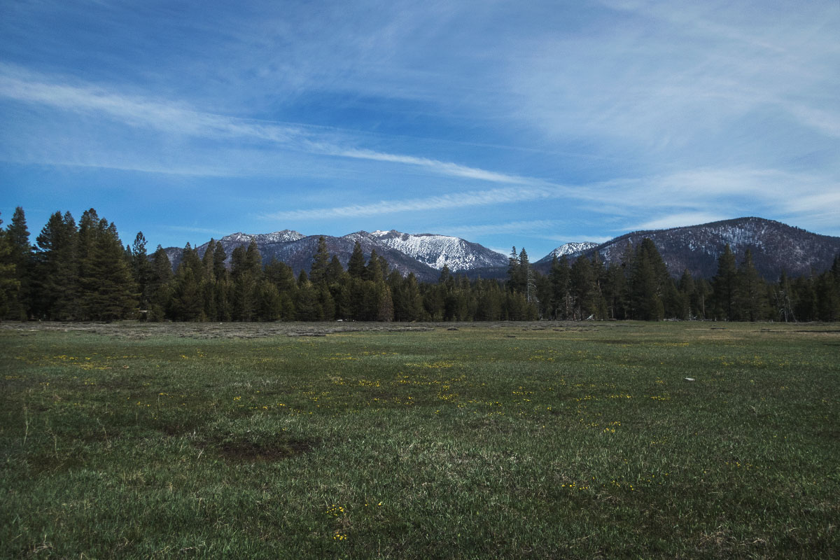 Grassy meadow, trees, and snow-capped mountains