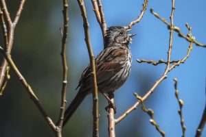 Sparrow Sparrow (Melospiza melodia)
