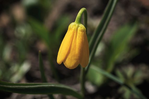 Yellow Fritillary (Fritillaria pudica)