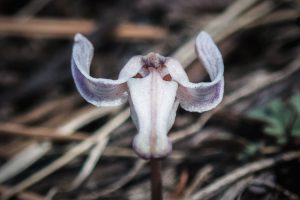Longhorn Steer's-Head (Dicentra uniflora)