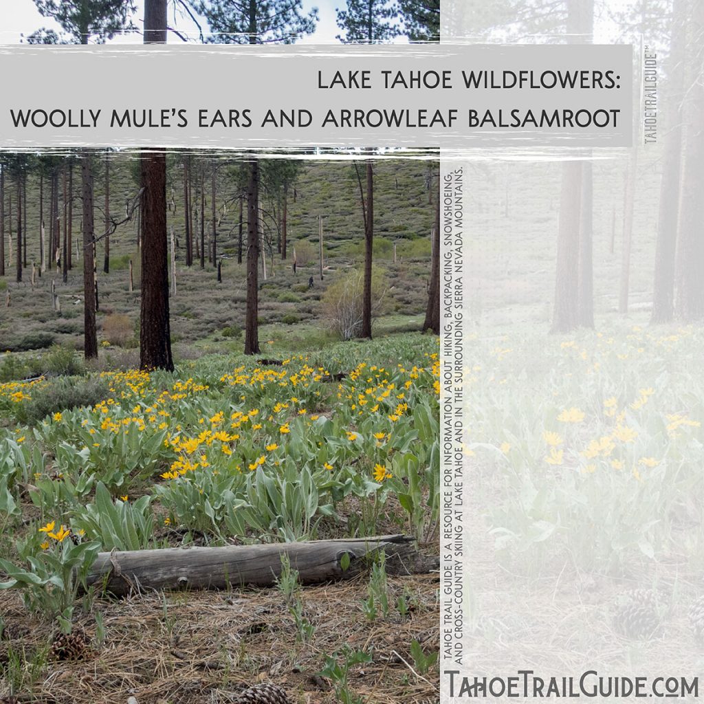Woolly Mule's Ears (Wyethia mollis) & Arrowleaf Balsamroot (Balsamorhiza sagittata)