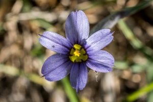 Idaho Blue-eyed Grass (Sisyrinchium idahoense)