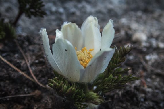 White Pasqueflower (Pulsatilla occidentalis)