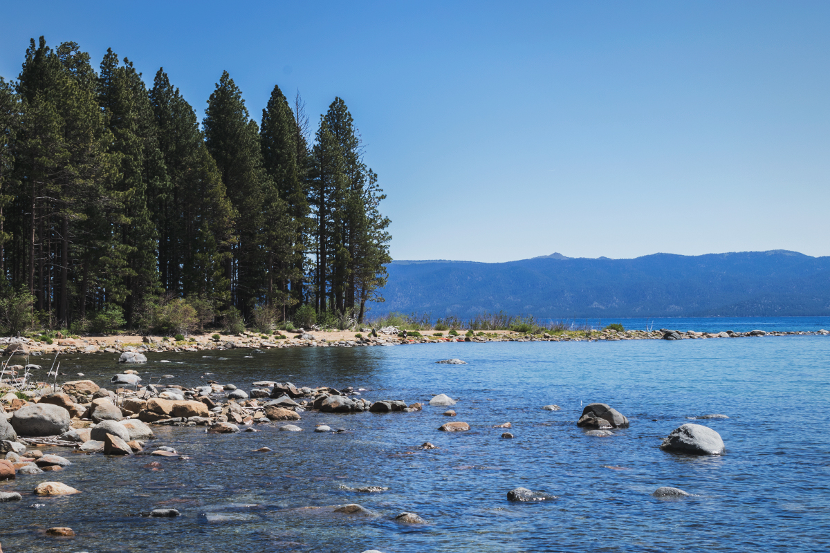 Pine trees along the shore of Lake Tahoe