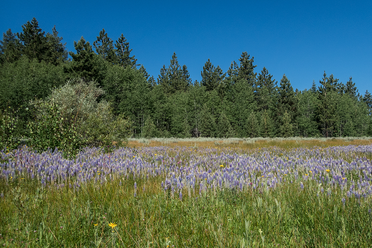 Field of Lupine and pine trees