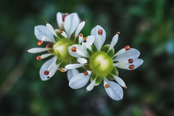 Tolmie's Saxifrage (Scutellaria galericulata)