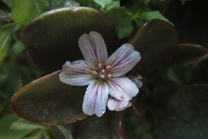Sierra Springbeauty (Claytonia nevadensis)