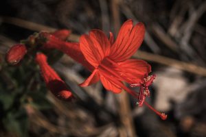 California Fuchsia (Epilobium canum)