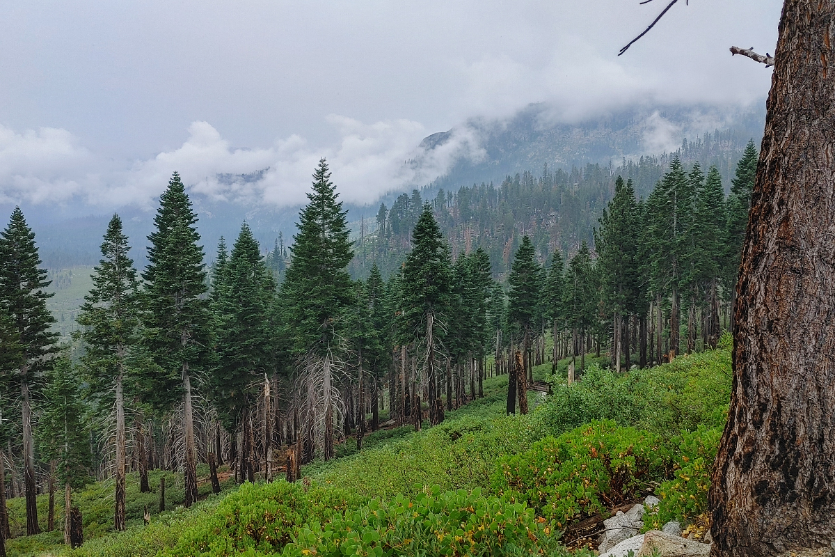 Pine trees, storm clouds, and mountains