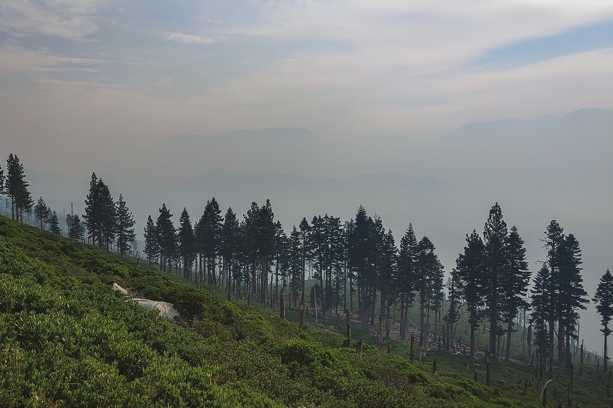 Wildfire smoke in the mountains with pine trees