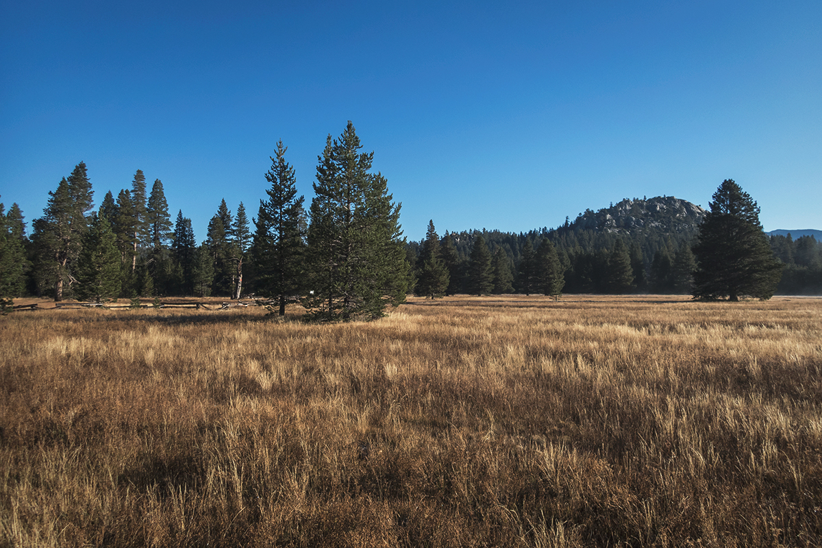 Field of dry grasses with pine trees and mountains