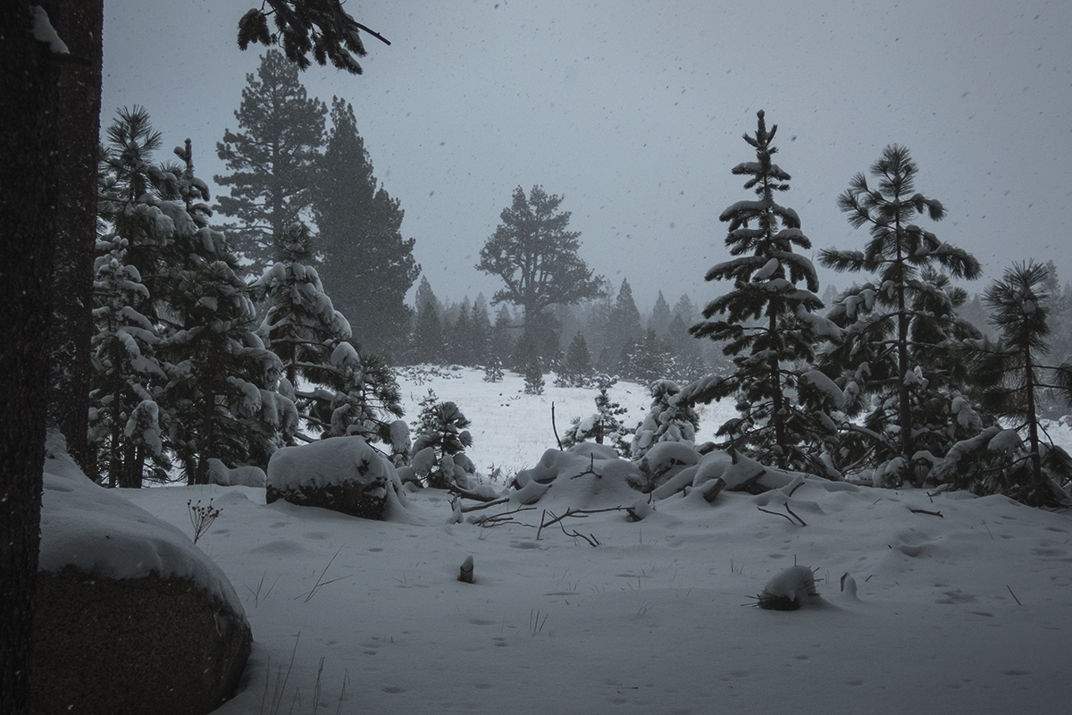 Snowy meadow and forest